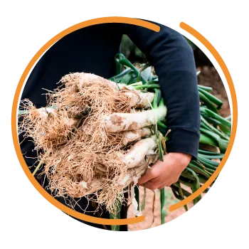 Alguien sosteniendo cebollas verdes